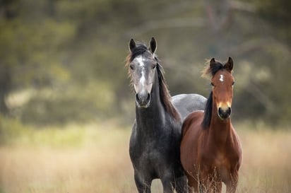 En Acuña se insta a un estricto control de caballos debido al alto riesgo de accidentes