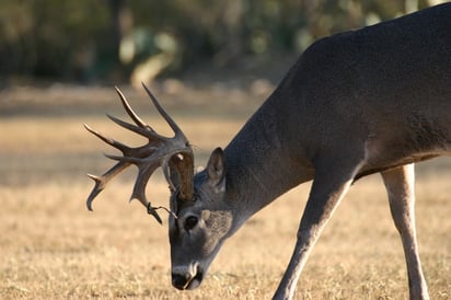 Ranchos cinegéticos esperan las lluvias para que las especies no se afecten