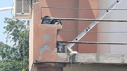 Perritos sufren bajo rayos del sol sin ningún cuidado