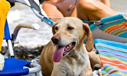 Cuál es la temperatura normal de un perro, según veterinaria