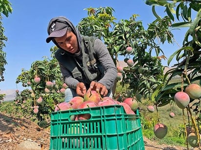 Producción de mango en riesgo por sequía; ya reportan escasez 