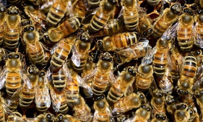 Ataque de abejas deja una mujer intoxicada y dos policías con picaduras en Sinaloa