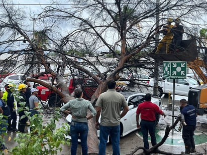 PC atendió de inmediato la caída de árbol sobre un auto en el IMSS  