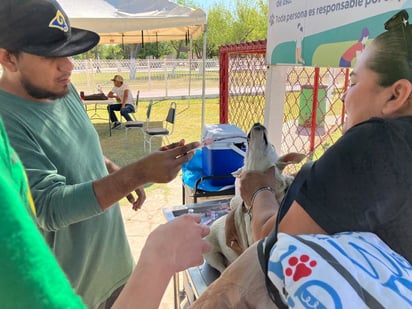 Las mascotas también pueden padecer golpes de calor y se debe prevenir