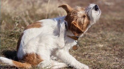 Humedad y calor provocan garrapatas en los animales