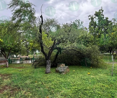 Cae gran huizache en Ecoparque por las lluvias