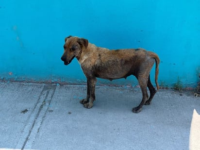 La humedad y el calor provocan garrapatas en los animales