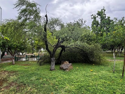 Fuertes vientos tumbaron huizache en el Ecoparque