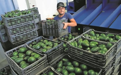 Aún no se normalizan las exportaciones de aguacate michoacano a EU