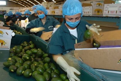 EU anuncia restablecimiento de exportación total de aguacate michoacano 