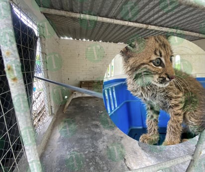 Cachorro de gato montés llega al Ecoparque luego de ser rescatado