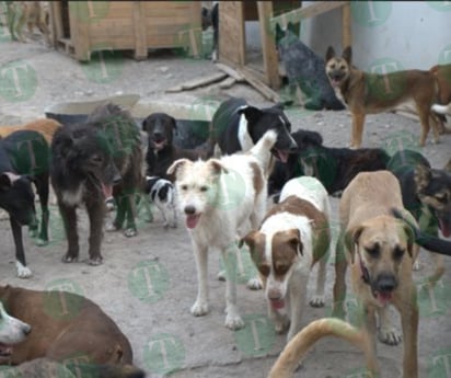 Ciudadanos obligan a desalojar 220 perros de refugio de fundación Frichem, A.C. 