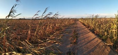 La Laguna en peligro: Sin lluvias, en riesgo el próximo ciclo agrícola primavera-verano