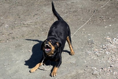 Seguridad Piedras Negras: Un incidente de ataque por perros en la colonia Cumbres de Piedras Negras ha suscitado alarma entre los residentes