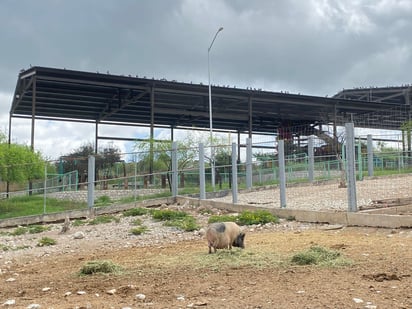 Plaga de palomas en Ecoparque: Semarnat indicará como erradicarlas