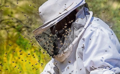 Estados: Las abejas son vitales para el campo