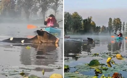 Xochimilco,: Los turistas, que presenciaron la escena, rápidamente compartieron videos en redes sociales