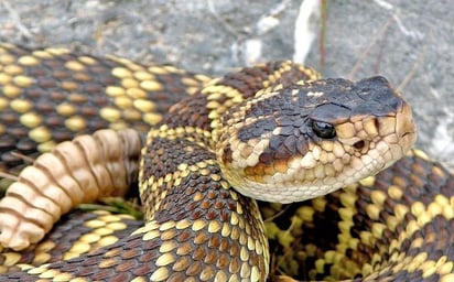 ANTIDOTO: Las autoridades de Arteaga han reportado avistamientos y lesiones por encuentros con alacranes y víboras en la sierra del munici