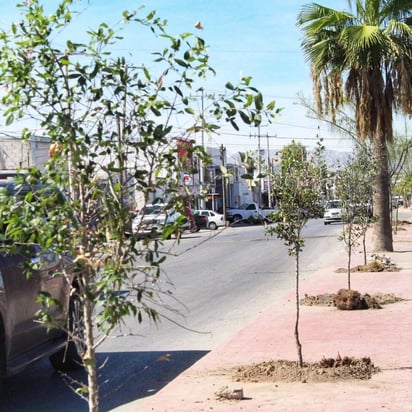 Torreón, Medio ambiente: Torreón Reforesta con Éxito: Más de 12,400 Unidades de Flora en Espacios Públicos este Año