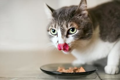 SALUD: La salud de una mascota está directamente relacionada con los nutrientes que consume