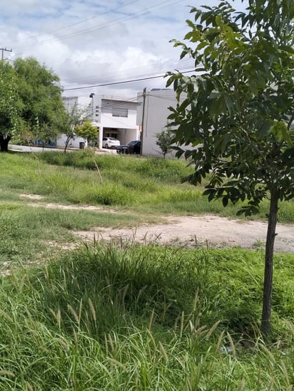 Plaga de zancudos en colonias del norte de Monclova