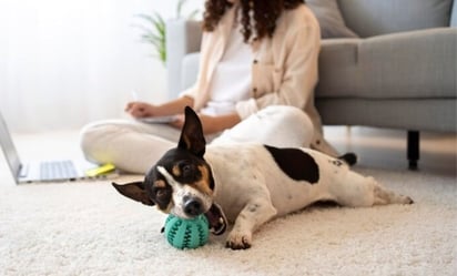 Las mejores pelotas para perros a decir de especialista