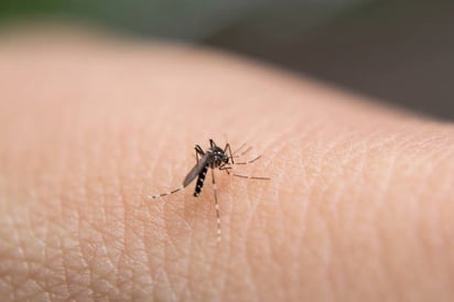 Salud, Saltillo: Con la temporada de lluvias, las autoridades sanitarias de Coahuila están alertas ante enfermedades transmitidas por mosquitos