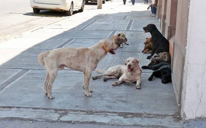 Saltillo: Tasa de castigo por maltrato animal en México apenas alcanza el 0.01%, revela INEGI en el Día Internacional del Perro