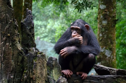 SALUD: Los chimpancés parecían agregar ciertas plantas a su dieta cuando luchaban contra una enfermedad