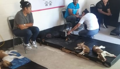 REGION: El pasado domingo 21 de julio se llevo a cabo una jornada de esterilización canina y felina
