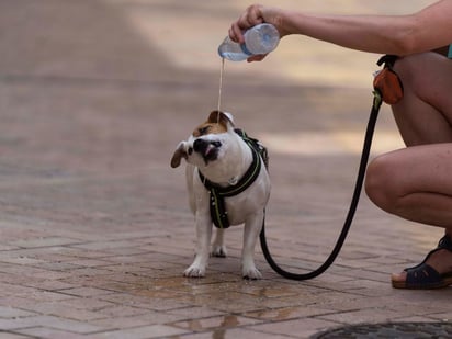 Golpe de calor puede ser una condición a la que se pueden enfrentar las mascotas