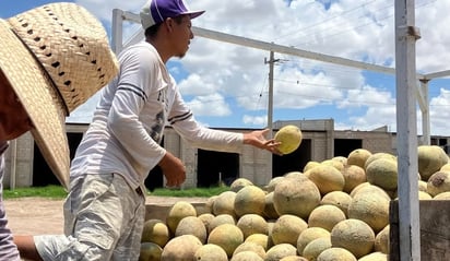 REGION: Productores pasaba melón de una camioneta a otra ya que es lo último que sacó de la huerta
