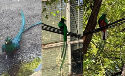 Rescatan a quetzal, ave en peligro de extinción, que deambulaba en CDMX