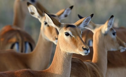 salud: La mayor exposición al virus se encontró en animales que habitaban cerca de rutas de senderismo