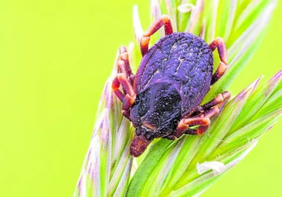 SALUD: El virus transmitido por las garrapatas tiene una elevada tasa de mortalidad y no existe vacuna para tratarla
