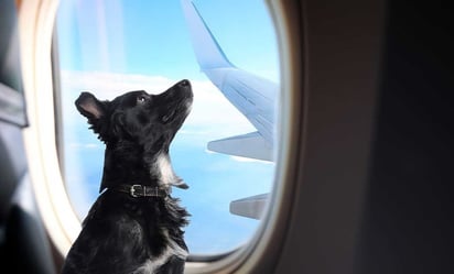 Mascotas: Incluye a los animales que salgan del país por la frontera terrestre para viajes cortos
