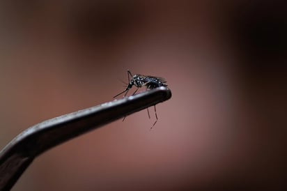 Salud confirma casos de dengue en la región