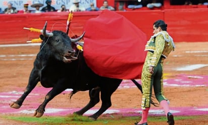 Insuficiente Ley Animal; falta prohibir toros y peleas de perros