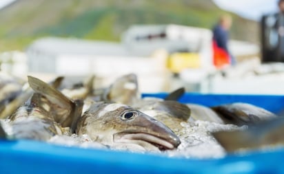 SALUD: El sustituto de la piel humana fabricado a partir de piel de bacalao atlántico