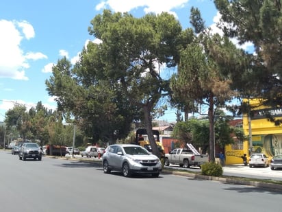 Saltillo: Las ramas con aspecto seco son las que se ubican hacia el carril de circulación de sur a norte