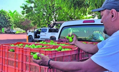 AMLO : El Mandatario federal reconoció que la extorsión ha elevado hasta en 26 pesos el kilo de este cítrico