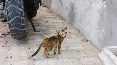 SALUD: Un gatito callejero fotografiado en la calle del pueblo de Guellala, isla de Djerba, Túnez