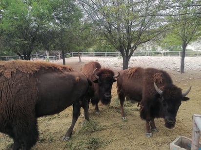 monclova: El aumento en la población de algunas especies puede llevar a conflictos y mayores necesidades de alimentación