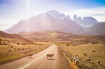 Acuña: Subastarán animales si no se encuentran los dueños