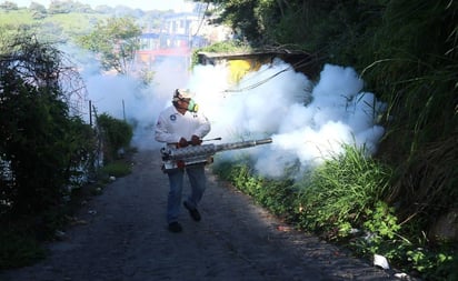 SALUD: Una mutación genética en los mosquitos Aedes aegypti que les confiere una alta resistencia