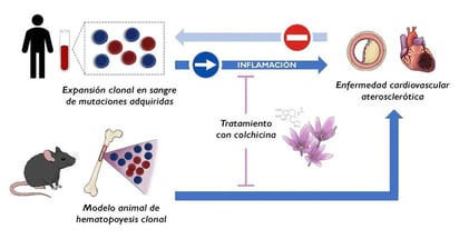 Hallan un nuevo factor de riesgo cardiaco y cómo tratarlo por menos de 5 euros: Dos estudios realizados en el CNIC aportan información relevante sobre un nuevo factor de riesgo cardiovascular