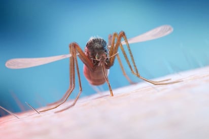 SALUD: El virus se transmite por la picadura de mosquito

