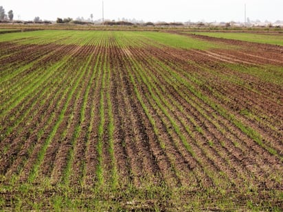 Piedras Negras: Inicia el ciclo de siembra de avena para el periodo otoño-invierno, con buenas expectativas tras recientes lluvias.