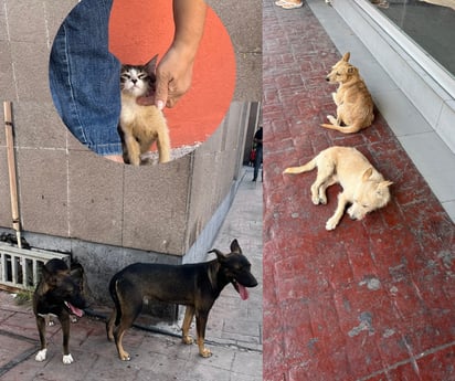 monclova: Las cifras de animales en situación de calle continúan en aumento