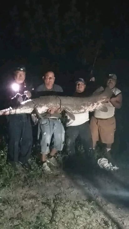 Pescadores atrapan al catán más grande en el Río Bravo casi 2.60 metros de largo